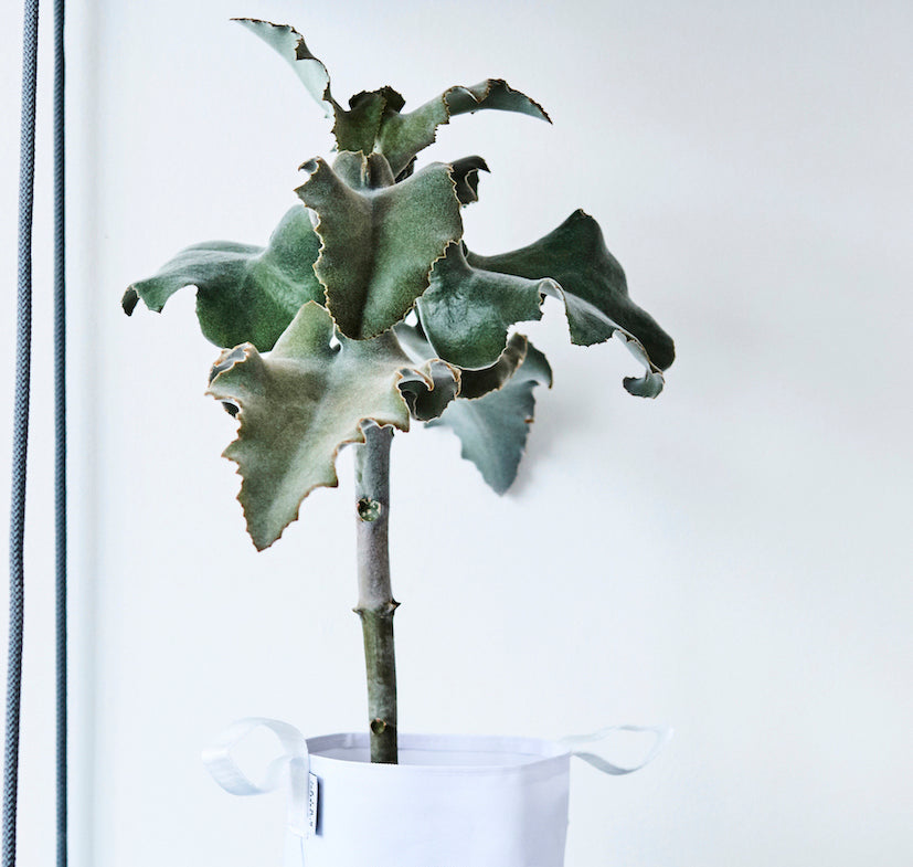 Single Flowerpot